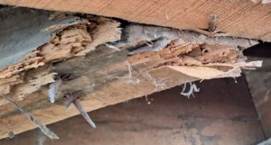 rotten wood from the clock tower photo close up